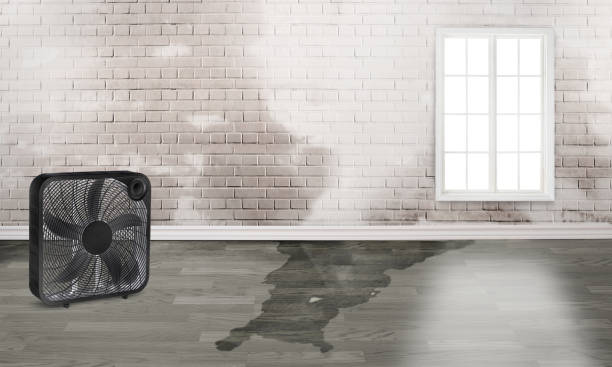 Best Carpet water damage restoration  in Barnesville, MN